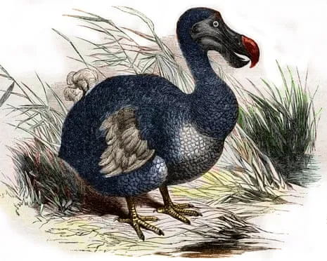 Scientists State They Have Achieved a ‘Major Breakthrough’ in Resurrecting the Flightless Species for the Very First Occasion in Multiple Generations